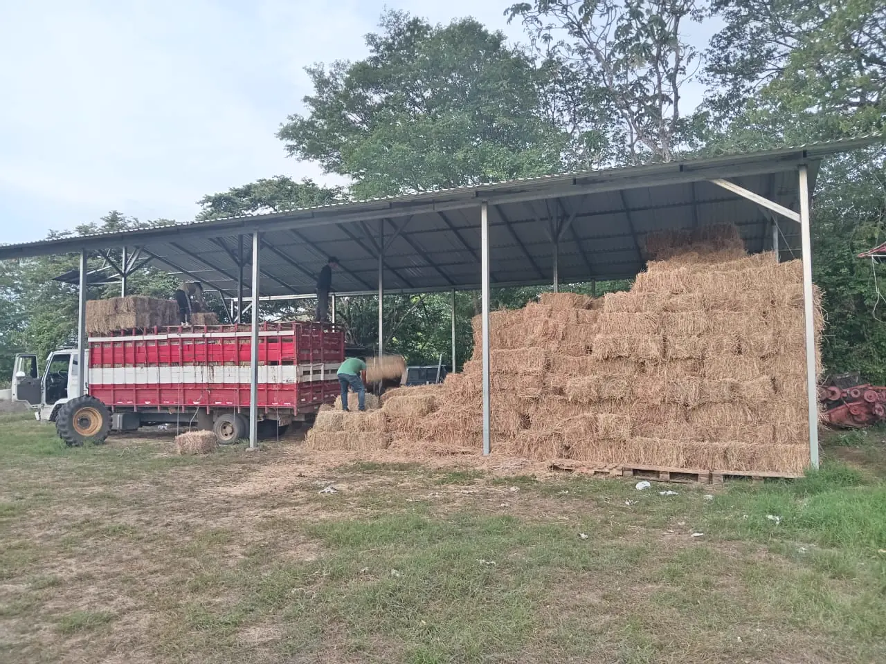Pacas de heno almacenadas dentro de un galerón